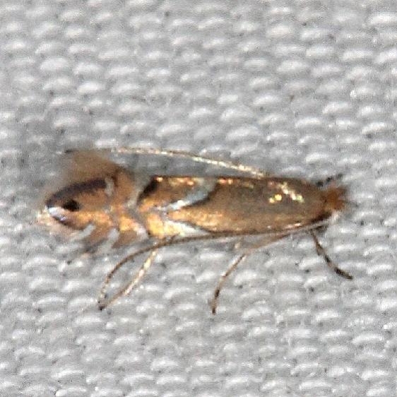 0726 Phyllonorycter aeriferella yard 8-13-18 (5)_opt