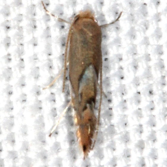 0726 Phyllonorycter aeriferella yard 8-14-18 (8)_opt