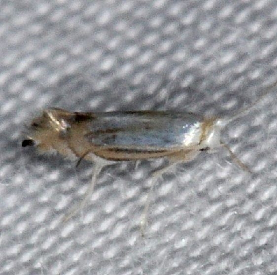 0727 Phyllonoryctor albanotella yard 8-30-14