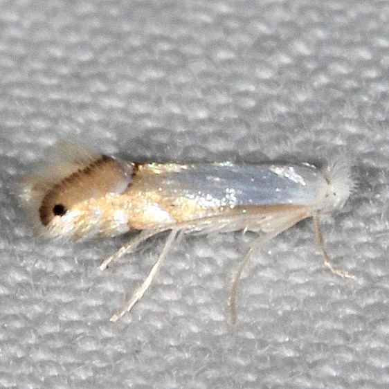 0733 Phyllonorycter argentifimbriella yard 7-24-20