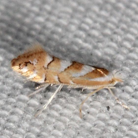 0734 Phyllonorycter argentinotella Coyote Run Preserve Oh 7-19-19