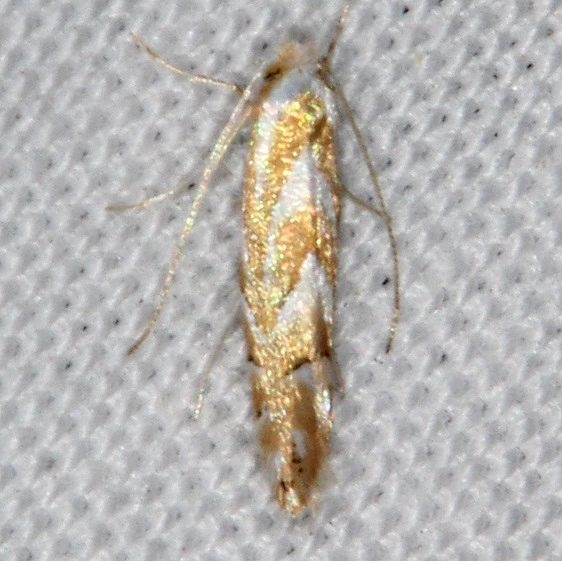 0734 Phyllonorycter argentinotella Jenny Wiley St Pk Ky 4-19-16