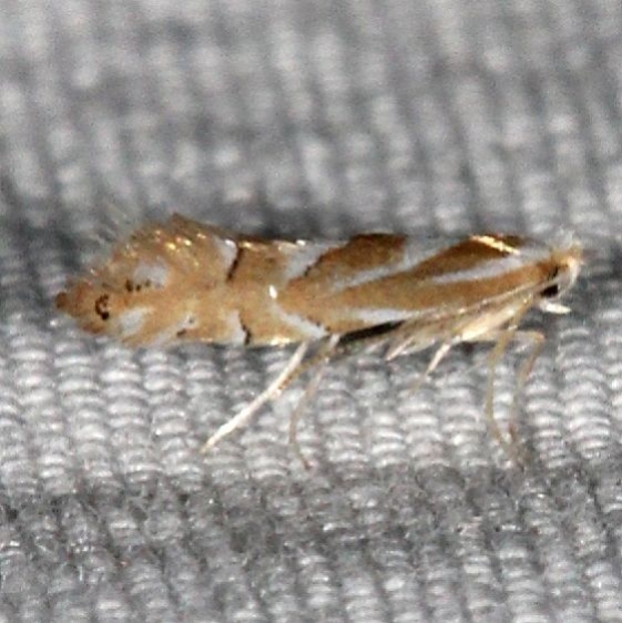 0734 Phyllonorycter argentinotella Jenny Wiley St Pk Ky 4-19-16