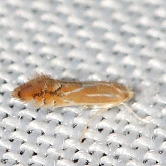 0738 Phyllonorycter basistrigella Leslie