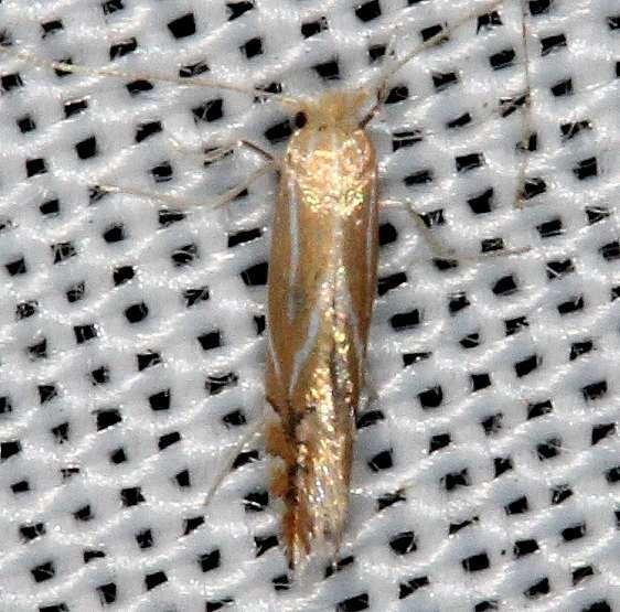 0738 Phyllonorycter basistrigella yard 9-6-16 (2)_opt