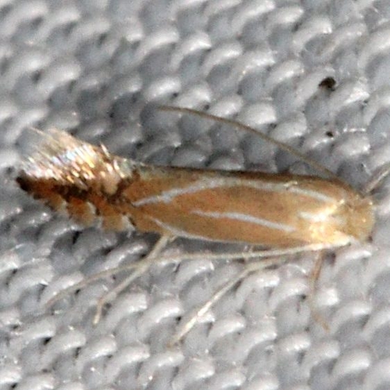 0738 Phyllonorycter basistrigella yard 9-6-16_opt