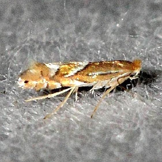 0740 Phyllonorycter blancardella maybe Alexander Springs Ocala Natl Forest 3-19-13