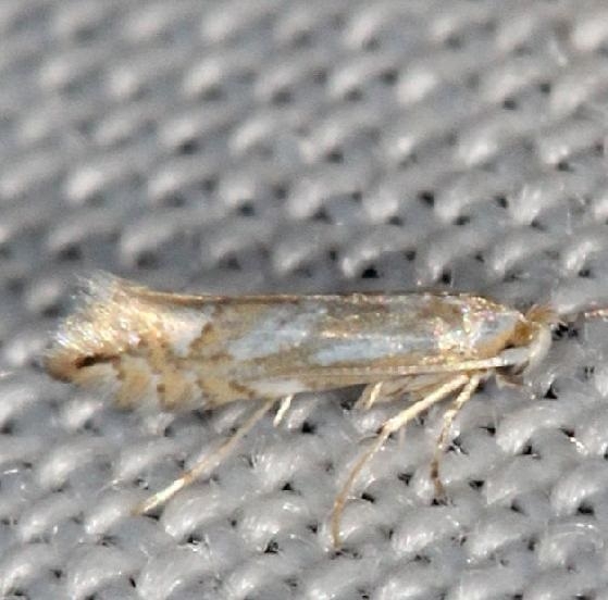 0740 Spotted Tentiform Leafminer Moth yard 7-14-13