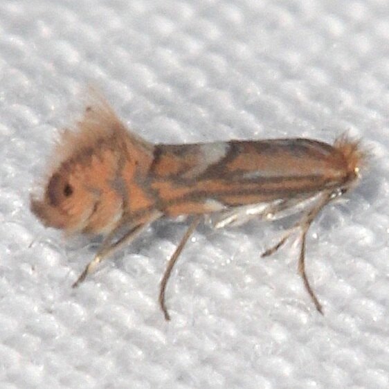 0741 Phyllonorycter caryaeabella-Bg-Paynes-Prairie-St-Pk-Fl-2-23-22