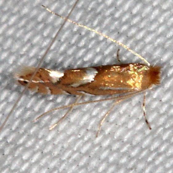 0741 Phyllonorycter caryaealbella-Lake Kissimmee St Pk Fl 3-1-17