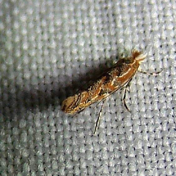 0742 Phyllonorycter celtifoliella yard 9-10-10