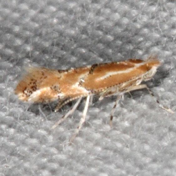 0743 Phyllonorycter celtisella yard 7-19-18 (8)_opt