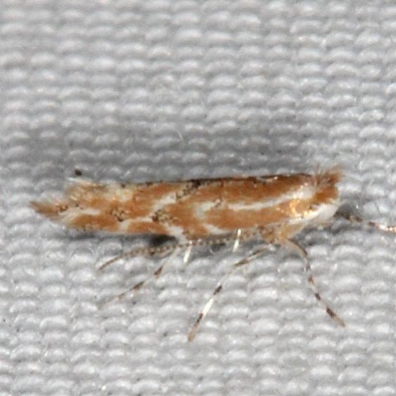 0743 Phyllonorycter celtisella yard 7-26-20