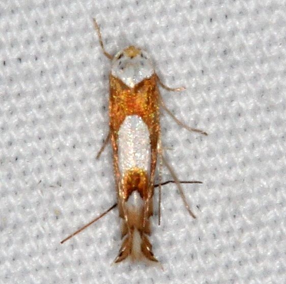 0752 Phyllonorycter fitchella yard 5-8-15