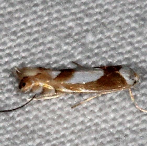 0752 Phyllonorycter fitchella yard 5-8-15