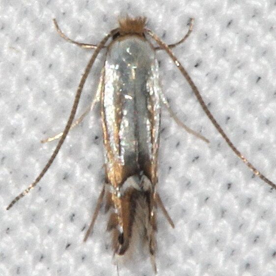 0761-Phyllonorycter-kearfottella-BG-yard-7-25-20