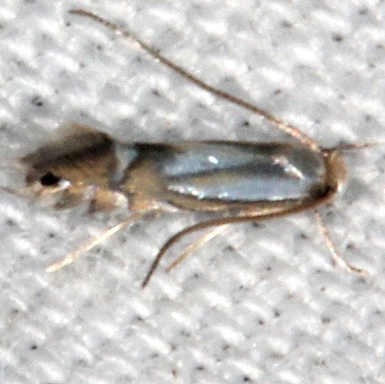 0761 Phyllonorycter kearfotella closest tentative yard 8-28-18 (1)_opt