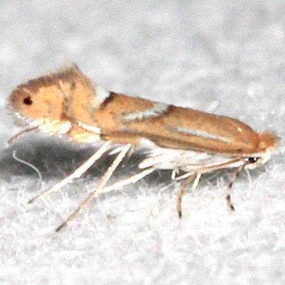 0763 Phyllonorycter ledella BG Kissimmee Prairie St PK Fl 2-24-21