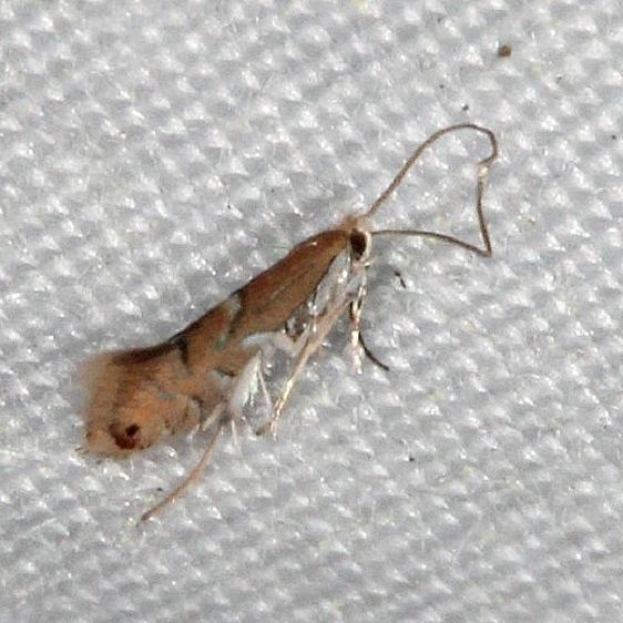 0763 Phyllonorycter ledella Rodman Campground Fl 3-21-14