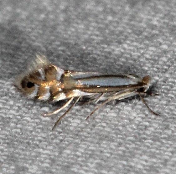 0765 Lesser Maple Leaf Blotch Miner Moth BG with extra coppery line across top yard 5-10-15