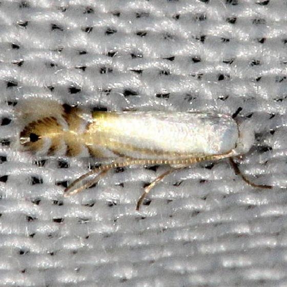 0765 Lesser Maple Leaf Blotch Miner Moth Carter Cave St Pk Ky 4-23-13