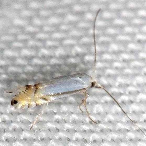 0765 Phyllonorycter lucidicostella yard 5-5-13