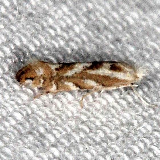 0771.2 Phyllonorycter mildredae Collier-Seminole St Pk Fl 3-7-15