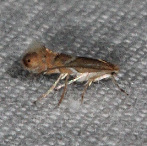 0778 Phyllonorycter olivaeformis Oscar Scherer St Pk Fla 3-12-15