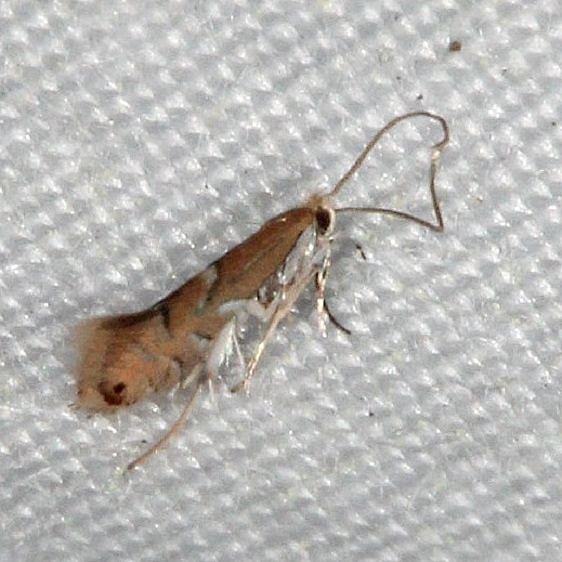 0781 Phyllonorycter olivaeformis Rodman Campground Fla 3-21-14