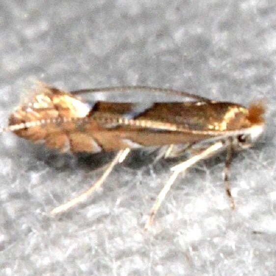 0781 Phyllonorycter ostryaefoliella BG Paynes Prairie St Pk Fl 3-17-21