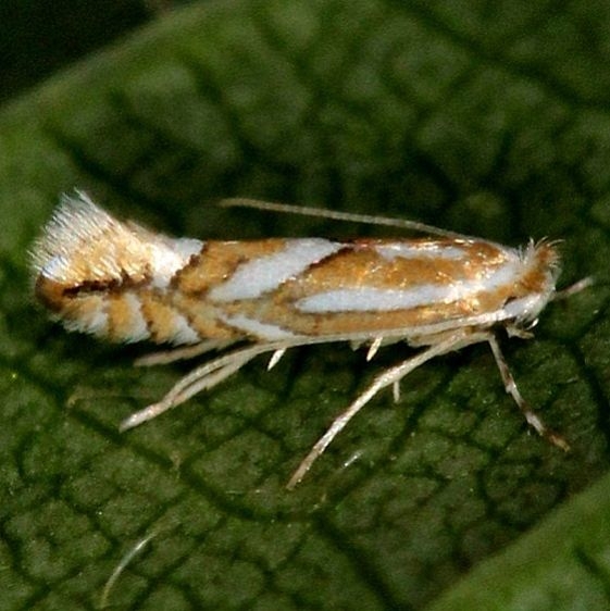 0784 Cherry Blotch Miner Moth Phyllonorycter propinquinella yard 6-19-13