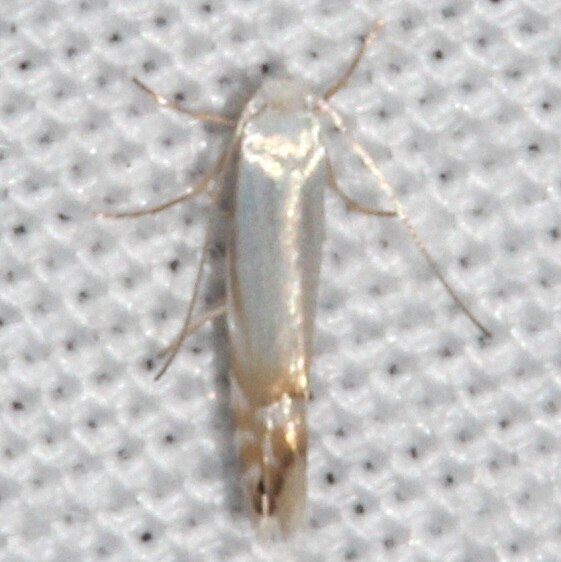 0785-Phyllonorycter-querciabella-cabin-2-Blackwater-Falls-St-Pk-5-26-21