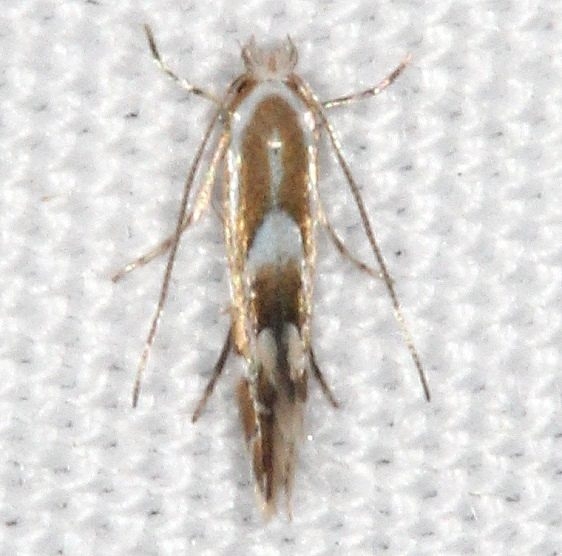 0786 Phyllonorycter restrictella yard 8-30-15