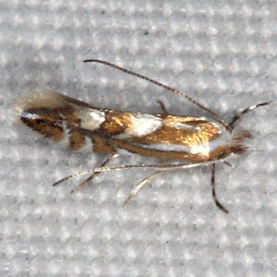 0786 Phyllonorycter restrictella yard 8-30-15