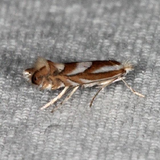 0789 Phyllonoryctor rileyella Oscar Scherer St Pk 3-13-15