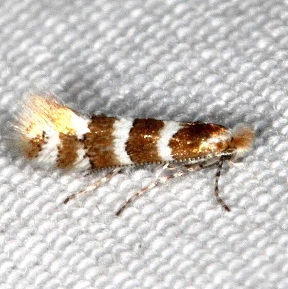 0796 Phyllonorycter symphoricarpaeella-BG2024-Devils-Canyon-Campground Natl Forest Utah 6-7-17