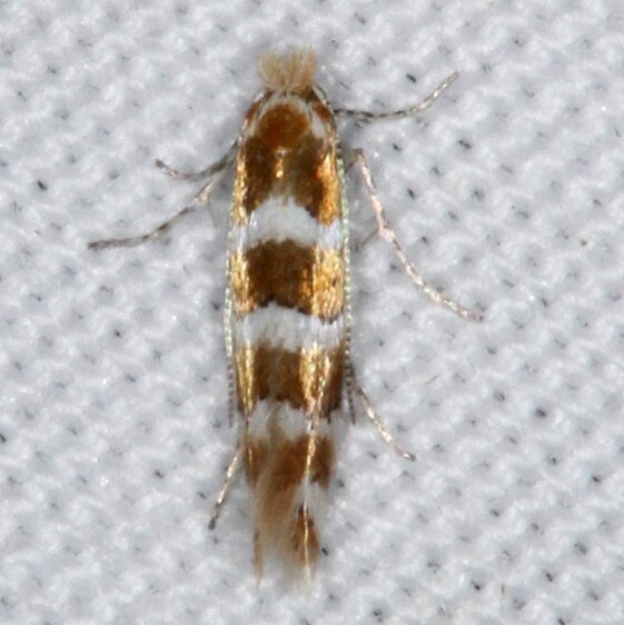 0796-Phyllonorycter-symphoricarpaeella-BG2024-Devils-Canyon-Campground-Natl-Forest-Utah-6-7-17-3