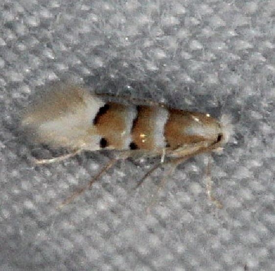 0797 Phyllonorycter tiliacella Burr Oak St Pk at lodge Oh 6-28-14