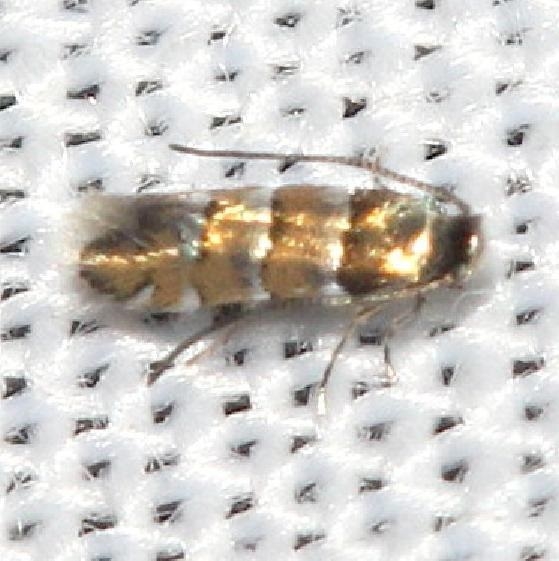 0800 Phyllonorycter Tritaenianella yard 9-2-12