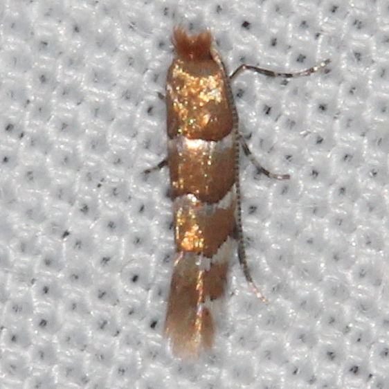 0800 Phyllonorycter tritaenianella yard 8-8-17 (8)_opt