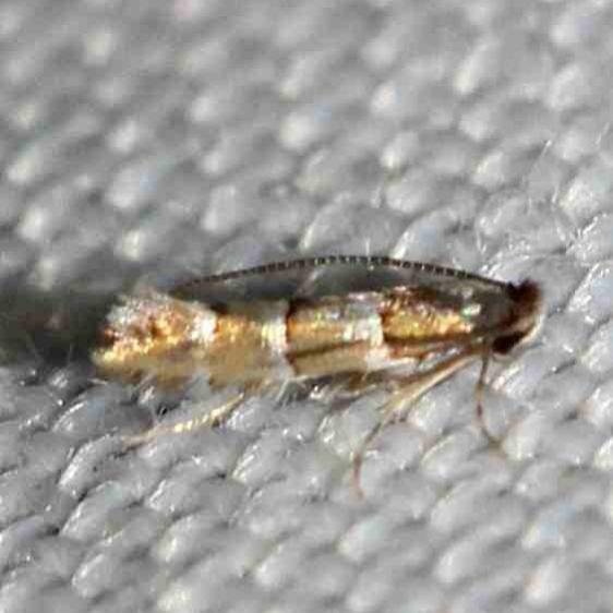 0800 Phyllonorycter tritaenianella yard 8-20-12