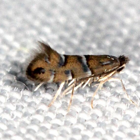 0802 Phyllonorycter viburnella Shawnee St Pk Oh 6-14-13