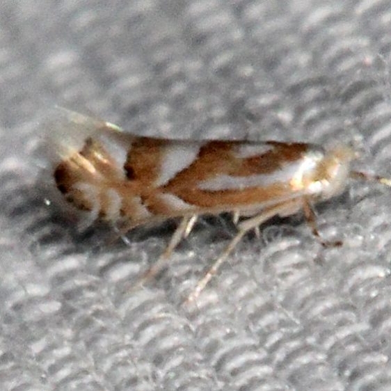 0802.97 Unidentified Phyllonorycter Moth BG Suwanee River St Pk Fl 9-20-18 (59)_opt