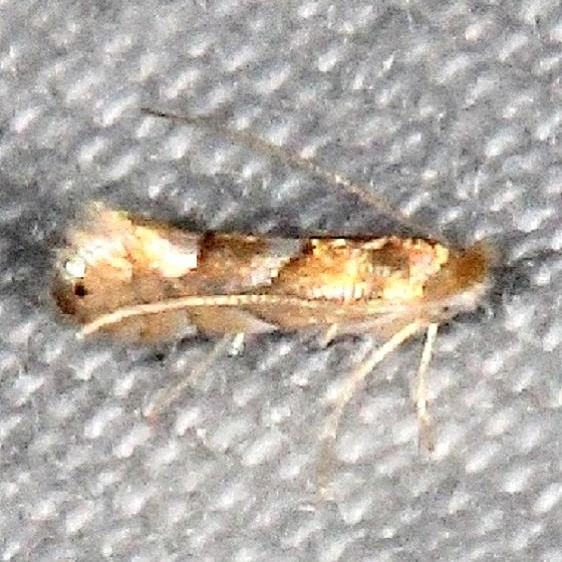 0802.97 Unidentified Phyllonorycter Moth BG Suwanee River St Pk Fl 9-20-18 (65)_opt