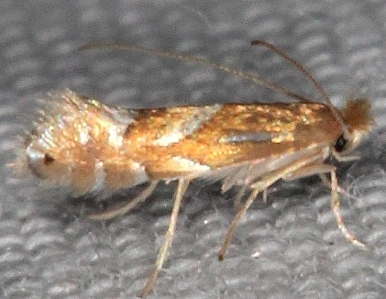 0802.97 Unidentified Phyllonorycter Moth BG closest is ledella but has no white streak on top from head Silver Springs St Pk Fl 9-24-18 (12)_opt