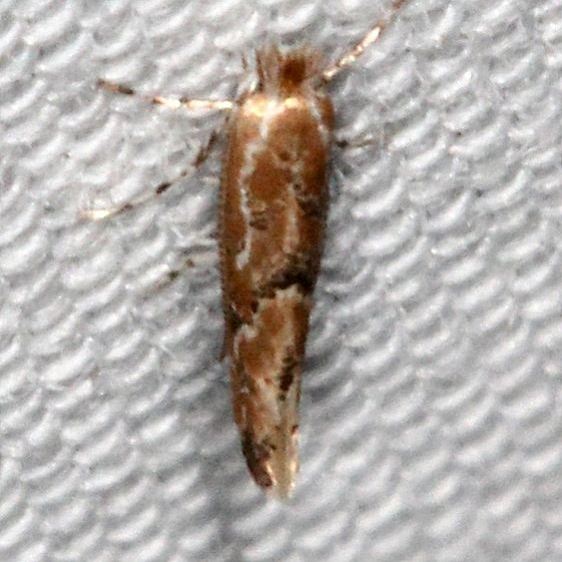 0802.97 Unidentified Phyllonorycter Moth BG yard 8-10-19