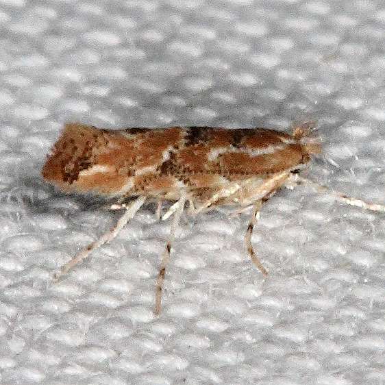 0802.97 Unidentified Phyllonorycter Moth-BG-yard-8-10-19-7_opt