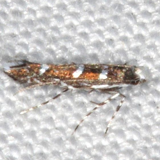 0802.97 Unidentified Phyllonorycter Moth Burr Oak Cove Wayne Natl Forest Oh 8-5-18 (31)_opt