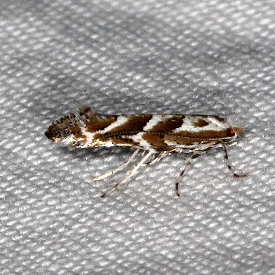 0802.97 Unidentified Phyllonorycter Moth Devil's Canyon Manti-La Sal Natl Forest Utah 6-8-17 (100)_opt