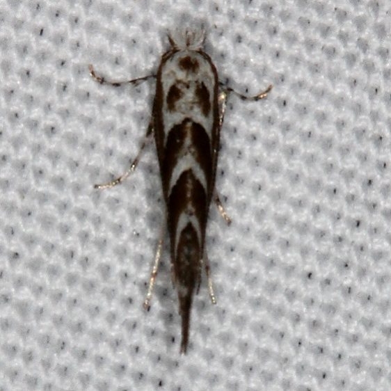 0802.97 Unidentified Phyllonorycter Moth Devil's Canyon Manti-La Sal Natl Forest Utaj 6-8-17 (101)_opt